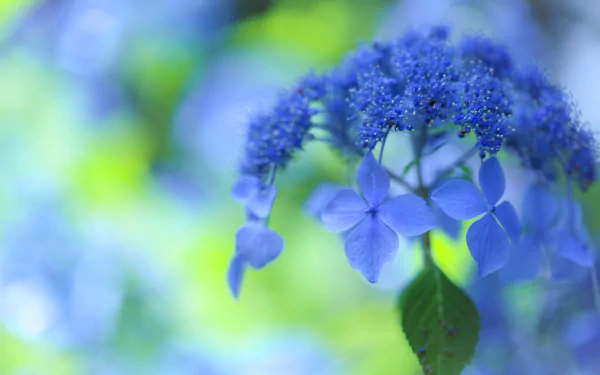 nature hydrangea HD Desktop Wallpaper | Background Image