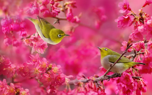 Two Japanese white-eye birds perched on a branch amidst vibrant pink sakura blossoms in a nature-themed HD desktop wallpaper.