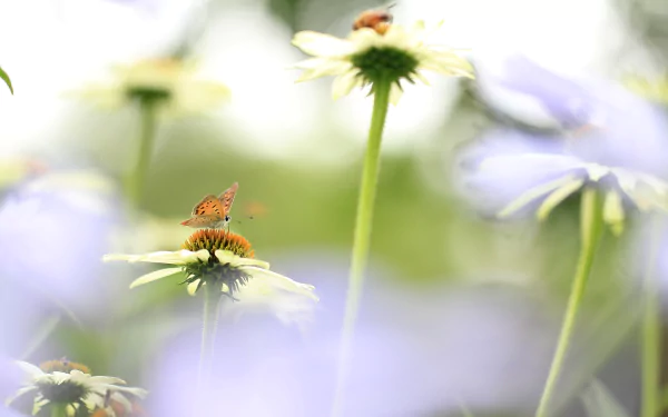  Echinacea flower,Daisy family