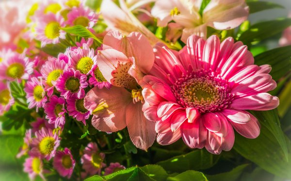Nature Flower Flowers HD Wallpaper | Background Image