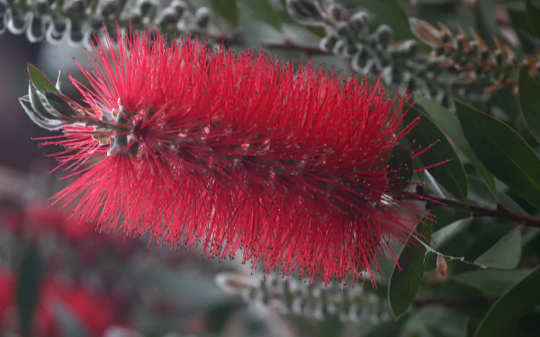 nature bottlebrush HD Desktop Wallpaper | Background Image
