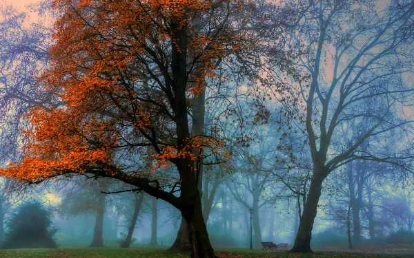 4K Ultra HD photography of a misty park with autumn-colored trees standing prominently against a soft blue foggy background, creating a serene natural scene.