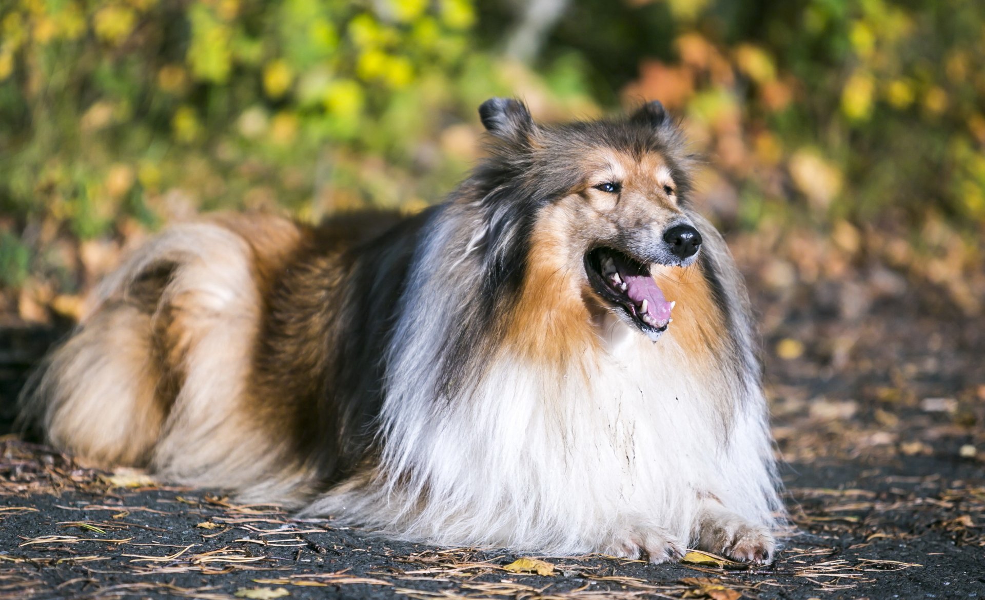 HD desktop wallpaper featuring a majestic rough collie dog resting outdoors with a blurred natural background of green and yellow foliage.
