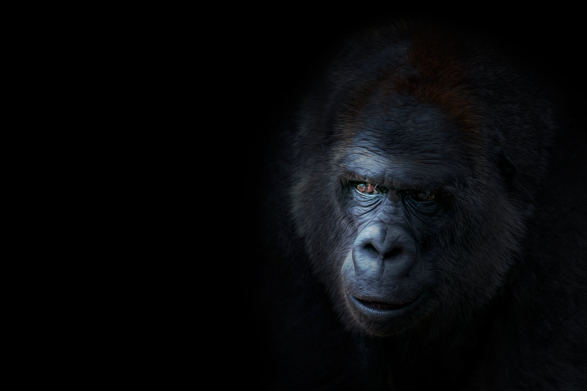 k gorilla background