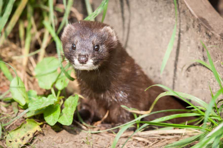 Animal ferret HD Desktop Wallpaper | Background Image