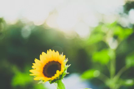 nature sunflower HD Desktop Wallpaper | Background Image