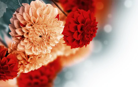 nature dahlia HD Desktop Wallpaper | Background Image