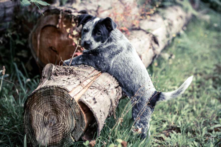 Australian cattle dog puppy perched on cut logs in grassy field — HD PC desktop wallpaper background.