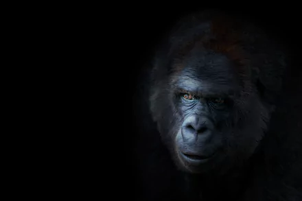 Animal gorilla HD Desktop Wallpaper | Background Image