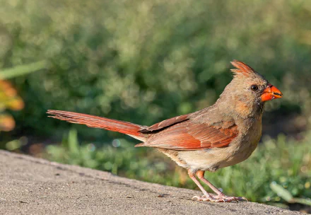 Animal cardinal HD Desktop Wallpaper | Background Image