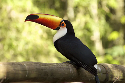 Animal toucan HD Desktop Wallpaper | Background Image