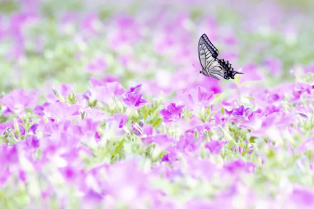 2K Quad HD PC desktop wallpaper and background: a butterfly (animal) hovers above a soft-focus field of pink petunia flowers in a bright nature scene.