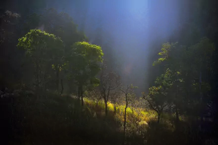 Sunbeams pierce a dense forest, illuminating lush greenery in this 4K Ultra HD nature scene for PC desktop wallpaper.
