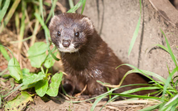Animal ferret HD Desktop Wallpaper | Background Image