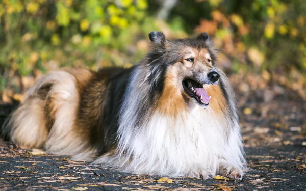 HD desktop wallpaper featuring a majestic rough collie dog resting outdoors with a blurred natural background of green and yellow foliage.