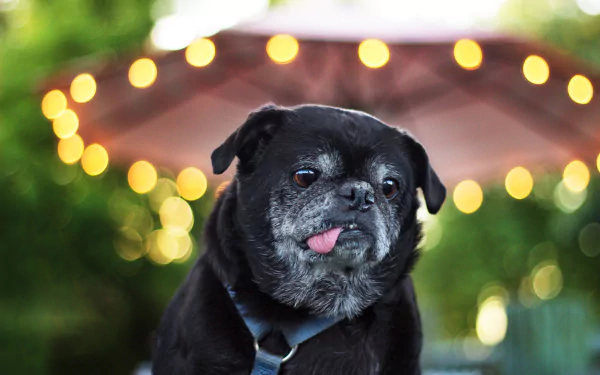 HD PC desktop wallpaper featuring a close-up of a black French bulldog with its tongue sticking out against a softly blurred background with warm bokeh lights.
