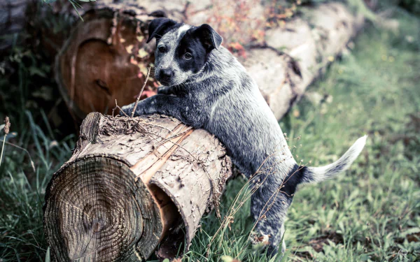 Australian cattle dog puppy perched on cut logs in grassy field — HD PC desktop wallpaper background.