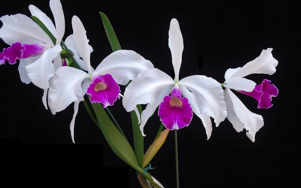Nature Orchid Flowers HD Wallpaper | Background Image