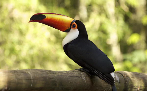Animal toucan HD Desktop Wallpaper | Background Image