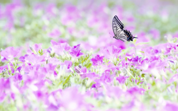 2K Quad HD PC desktop wallpaper and background: a butterfly (animal) hovers above a soft-focus field of pink petunia flowers in a bright nature scene.