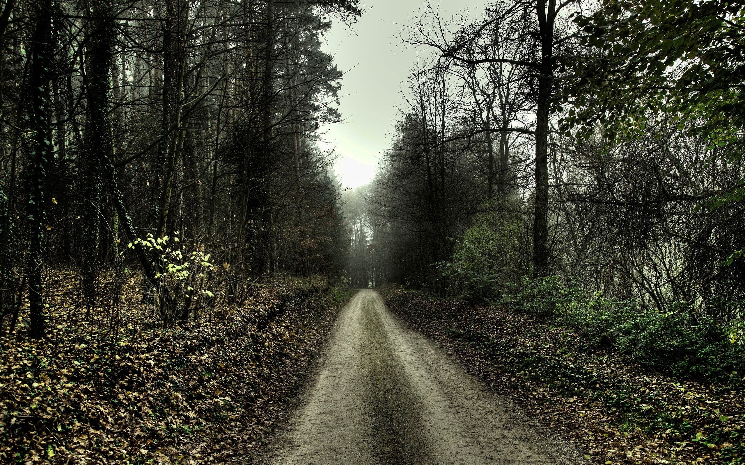 Download Nature Path HD Wallpaper download-nature-path-hd-wallpaper