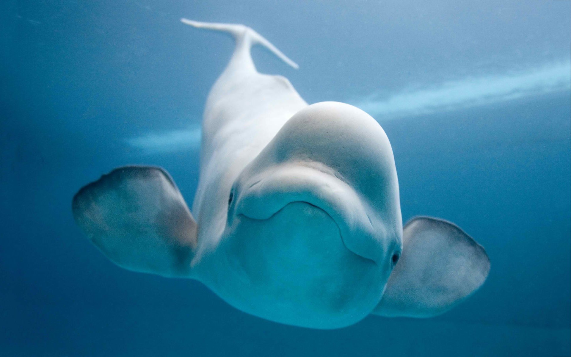 beluga whale wallpaper