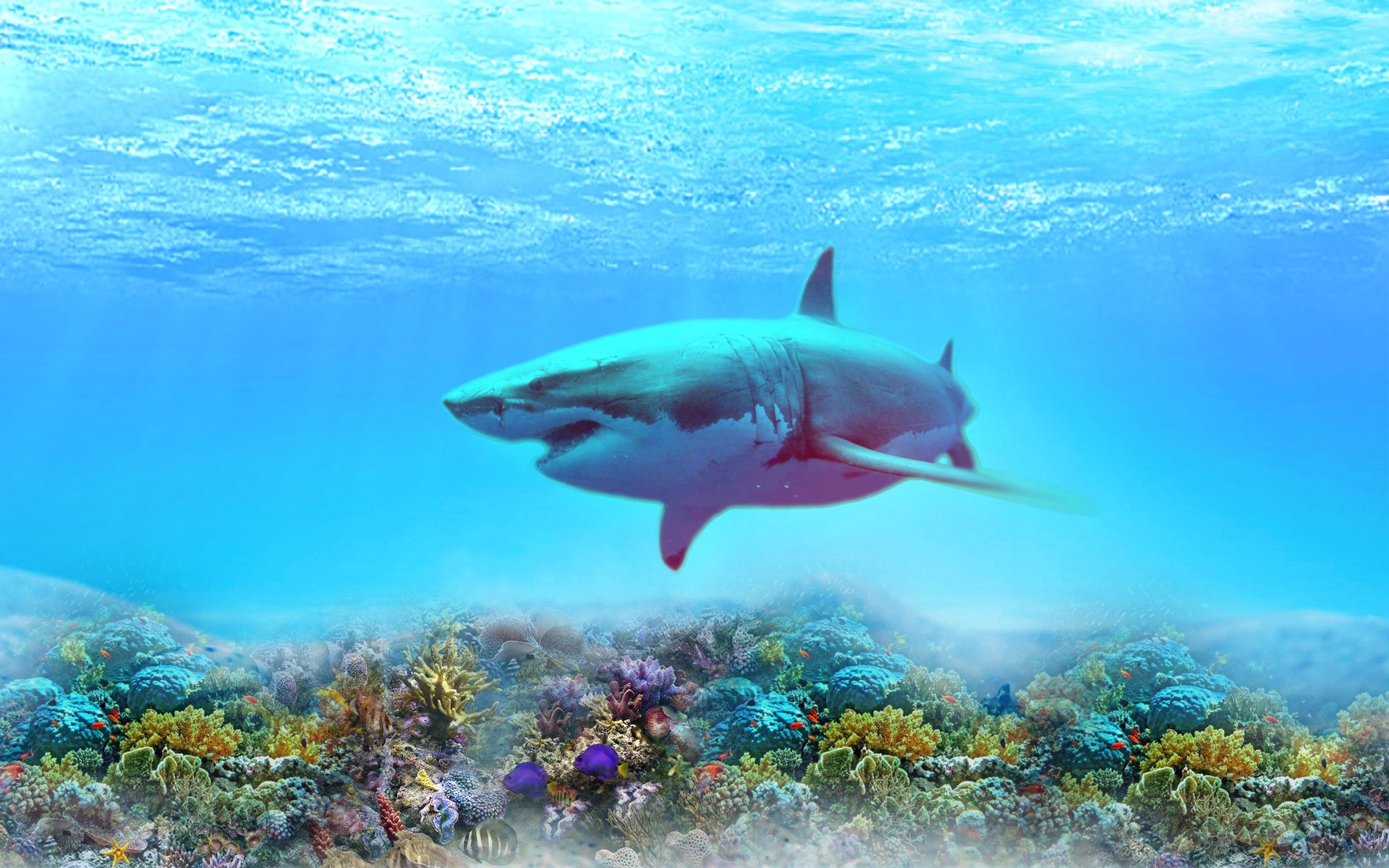 Tehlikeli Köpek Balığı HD Duvar Kağıtları / Shark HD Wallpapers