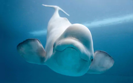 HD desktop wallpaper featuring a close-up of a beluga whale swimming underwater with clear blue tones and soft lighting.