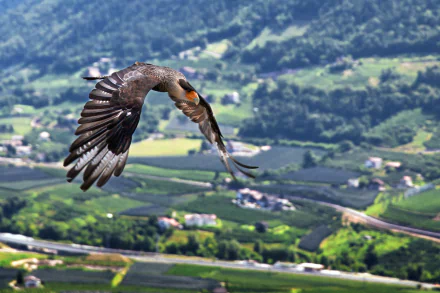  A Gracious Flight, Caracara by Chris Frank