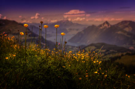  Buttercup View by Chris Frank