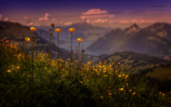 Earth Buttercup Flowers Flower Grass Close-Up Landscape Mountain Bokeh HD Wallpaper | Background Image