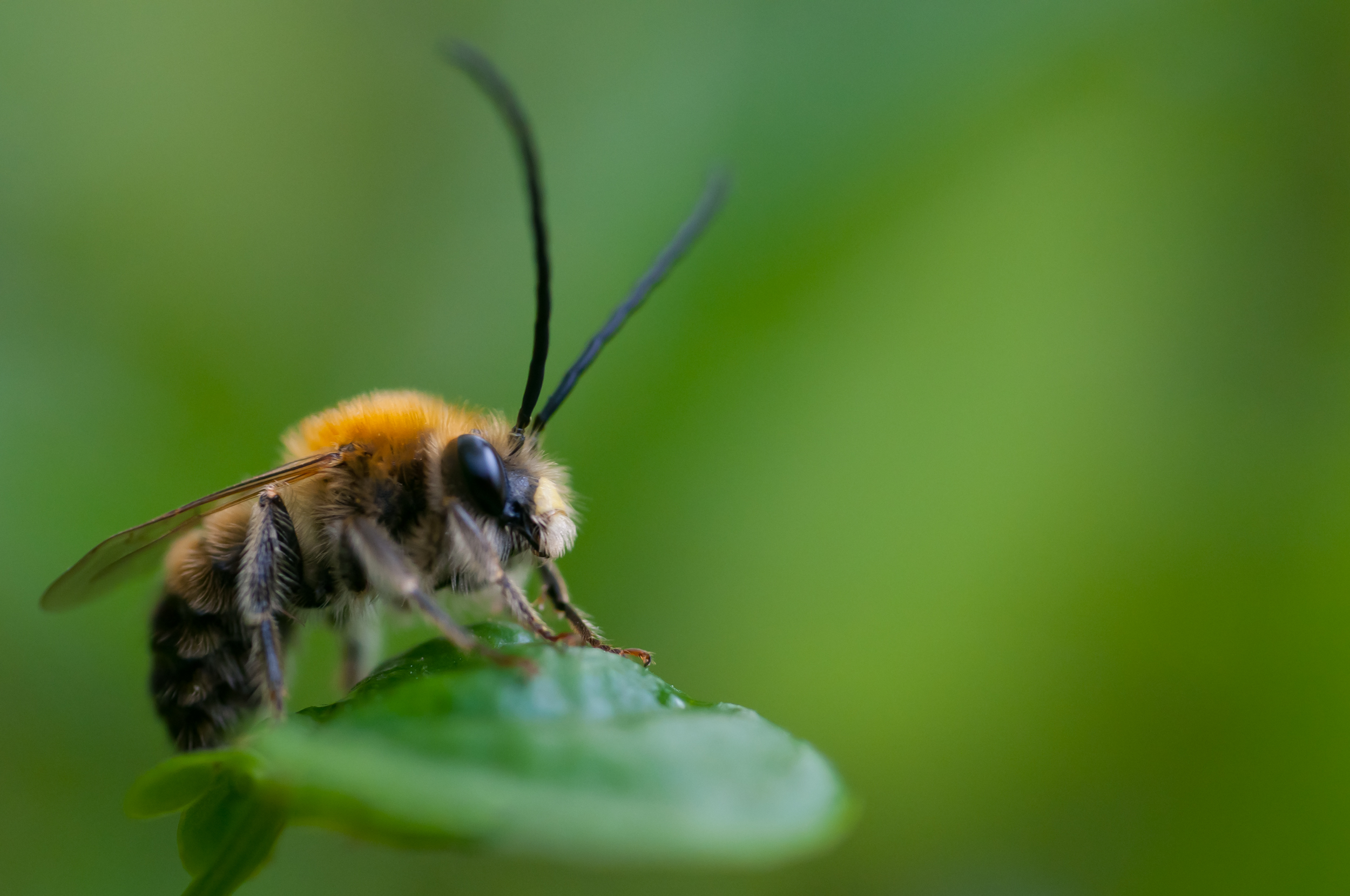 Abeille Fond d'écran HD | Arrière-Plan | 2500x1660 | ID:574389 - Wallpaper Abyss
