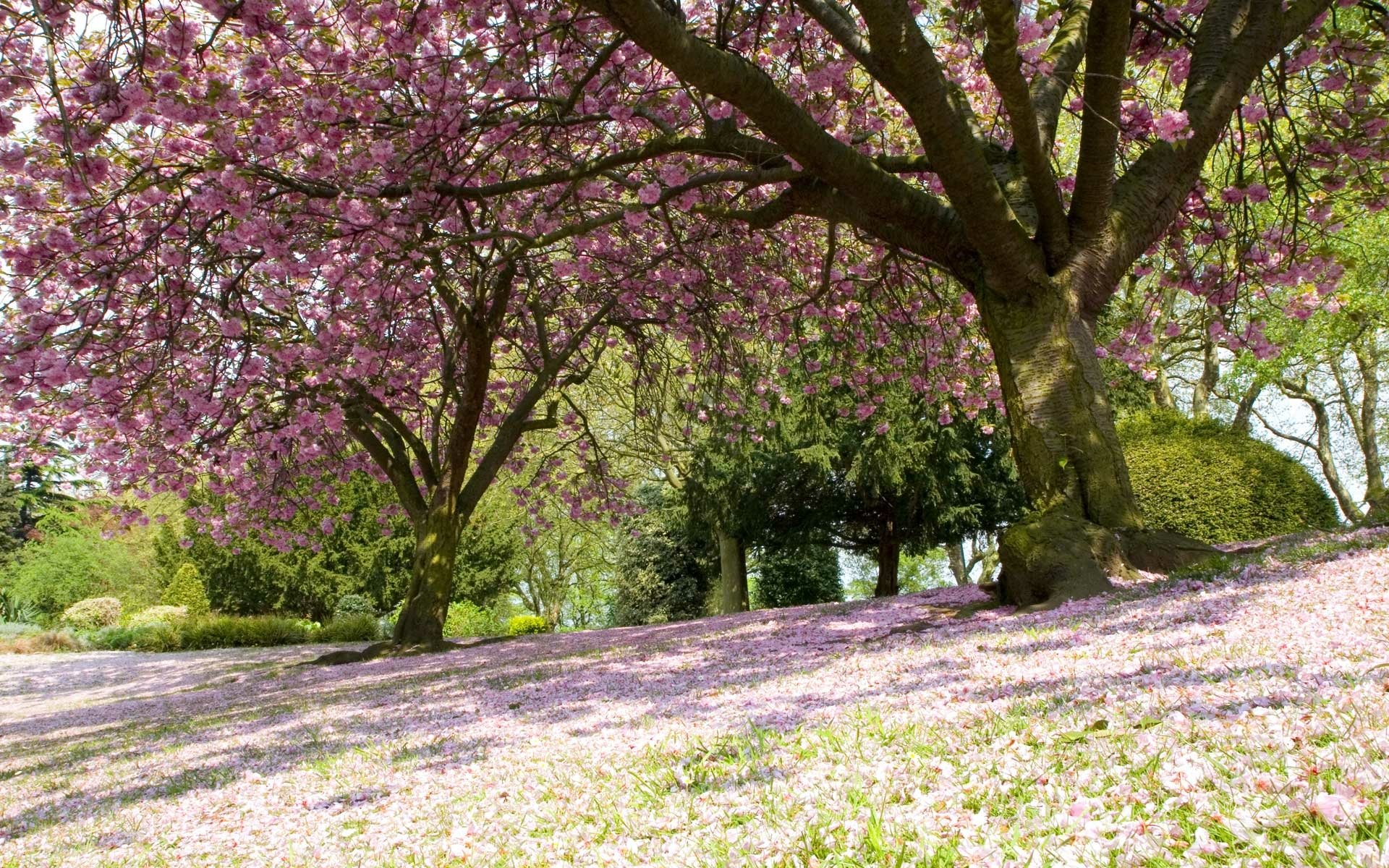 Download Nature Tree HD Wallpaper