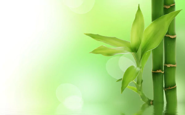 nature bamboo HD Desktop Wallpaper | Background Image