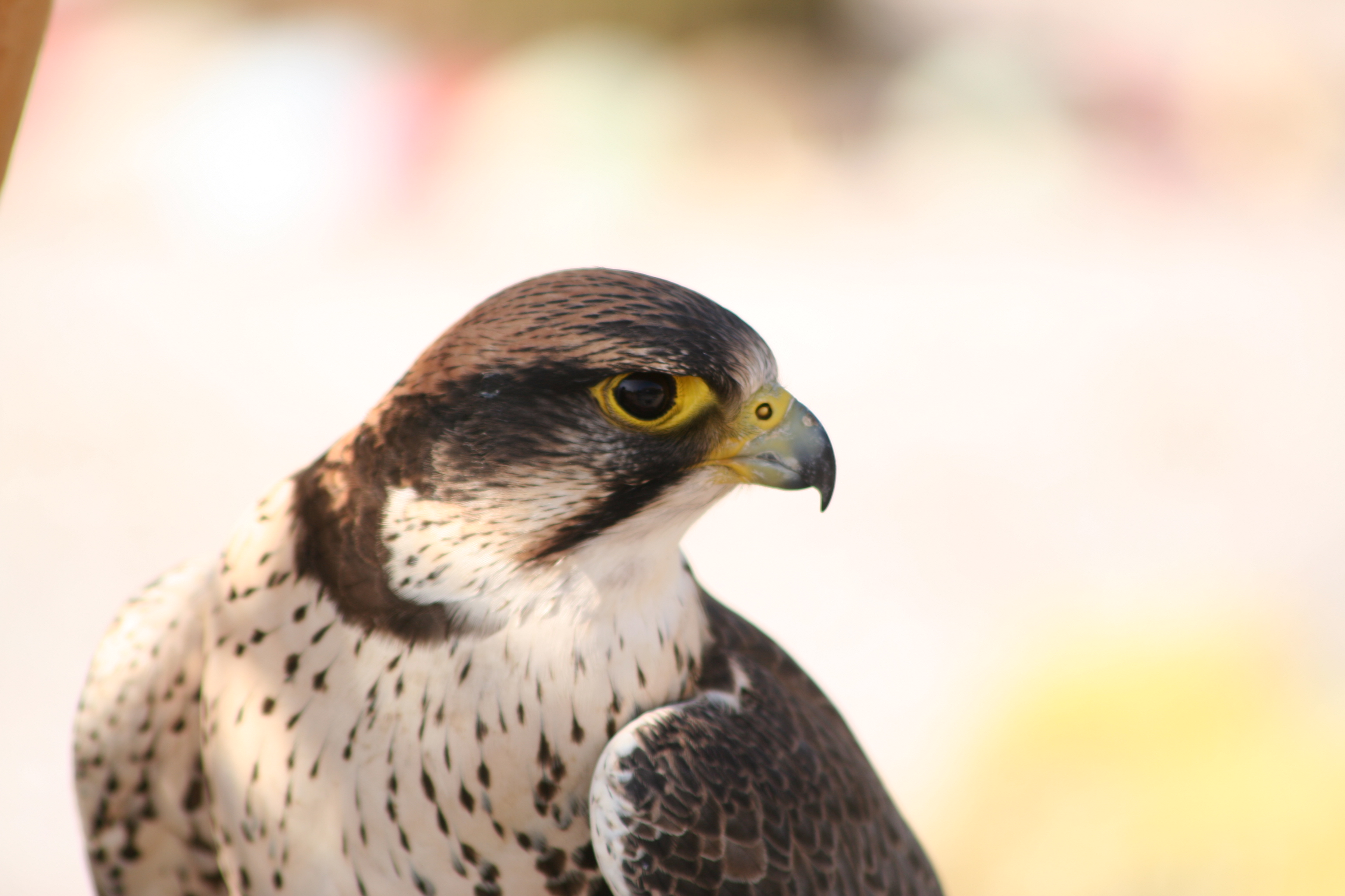 Animal Peregrine Falcon HD Wallpaper