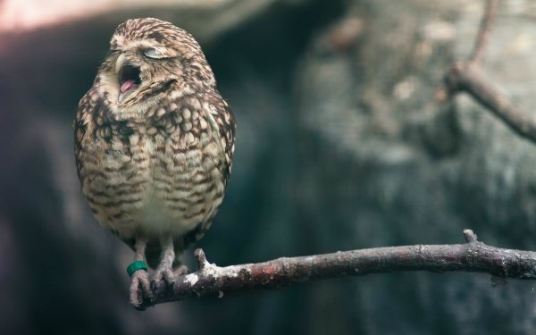 Animal Owl Birds Owls HD Wallpaper | Background Image