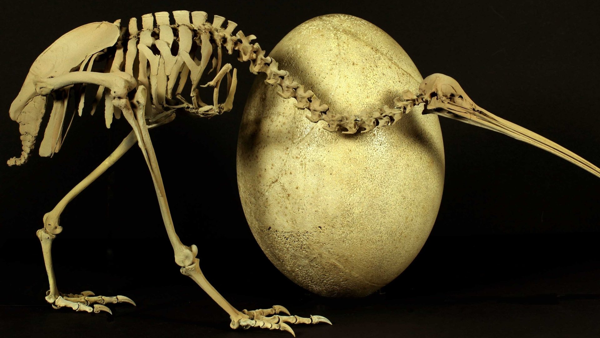 Download Animal Kiwi 4k Ultra HD Wallpaper