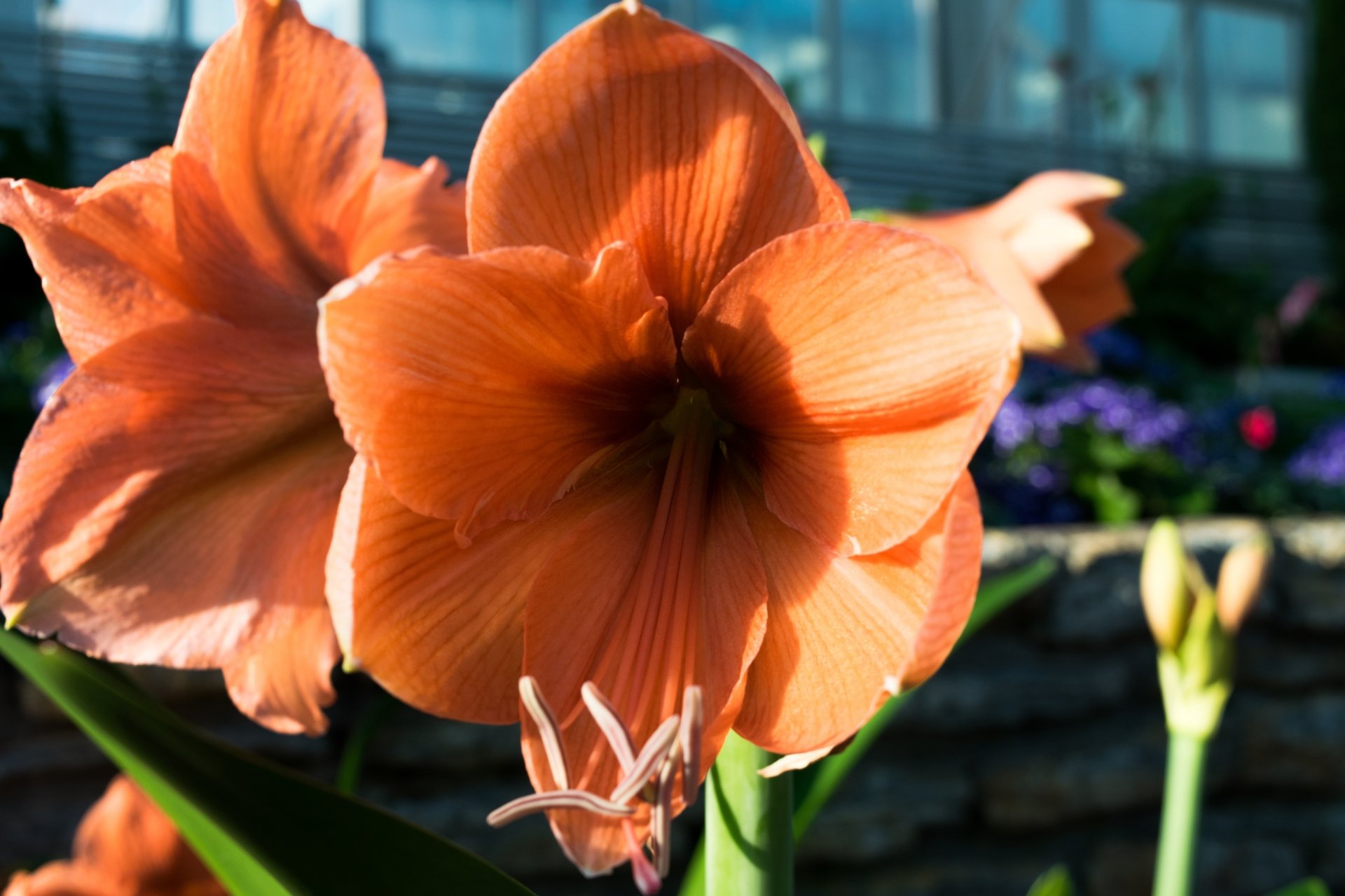 Download Nature Amaryllis 4k Ultra HD Wallpaper