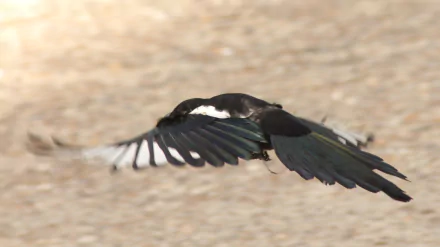 Magpie in mid-flight, wings spread, captured against a sandy blur — 2K Quad HD PC desktop wallpaper/background.