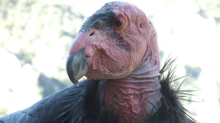 Animal california condor HD Desktop Wallpaper | Background Image