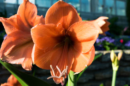 nature Amaryllis HD Desktop Wallpaper | Background Image