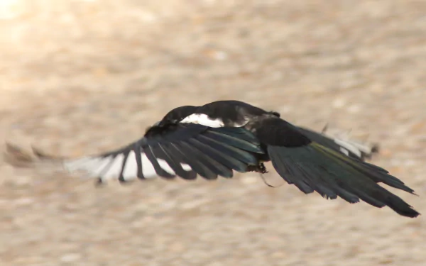 Magpie in mid-flight, wings spread, captured against a sandy blur — 2K Quad HD PC desktop wallpaper/background.