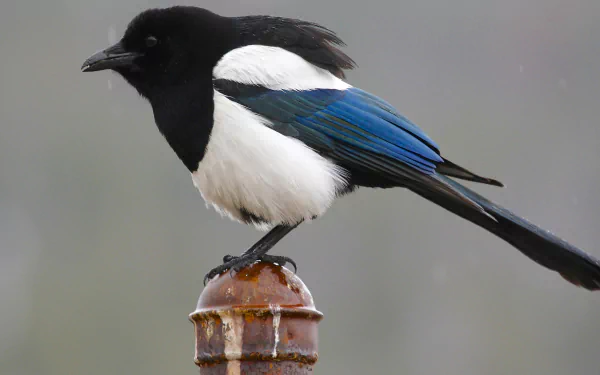 A striking magpie with glossy black, white, and iridescent blue feathers perched on a rusty metal post, captured in sharp detail as a 4K Ultra HD desktop wallpaper.