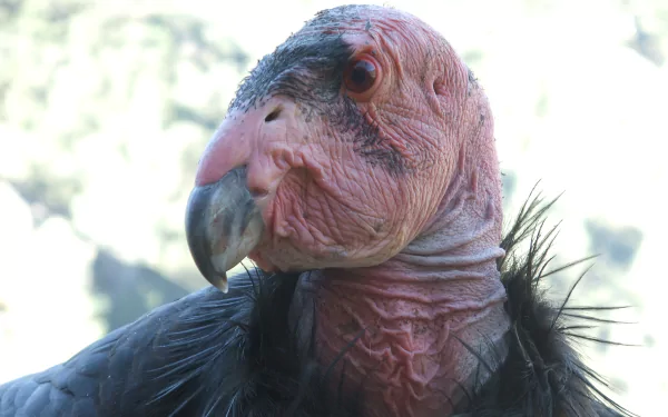 Animal california condor HD Desktop Wallpaper | Background Image
