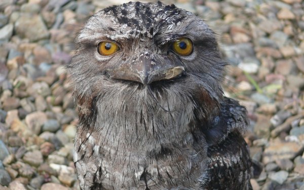Animal Tawny Frogmouth Birds HD Wallpaper | Background Image