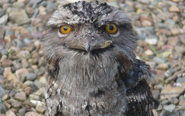 Animal Tawny Frogmouth HD Desktop Wallpaper | Background Image