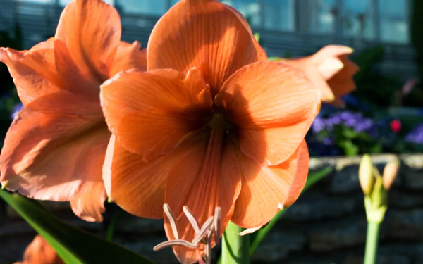 nature Amaryllis HD Desktop Wallpaper | Background Image