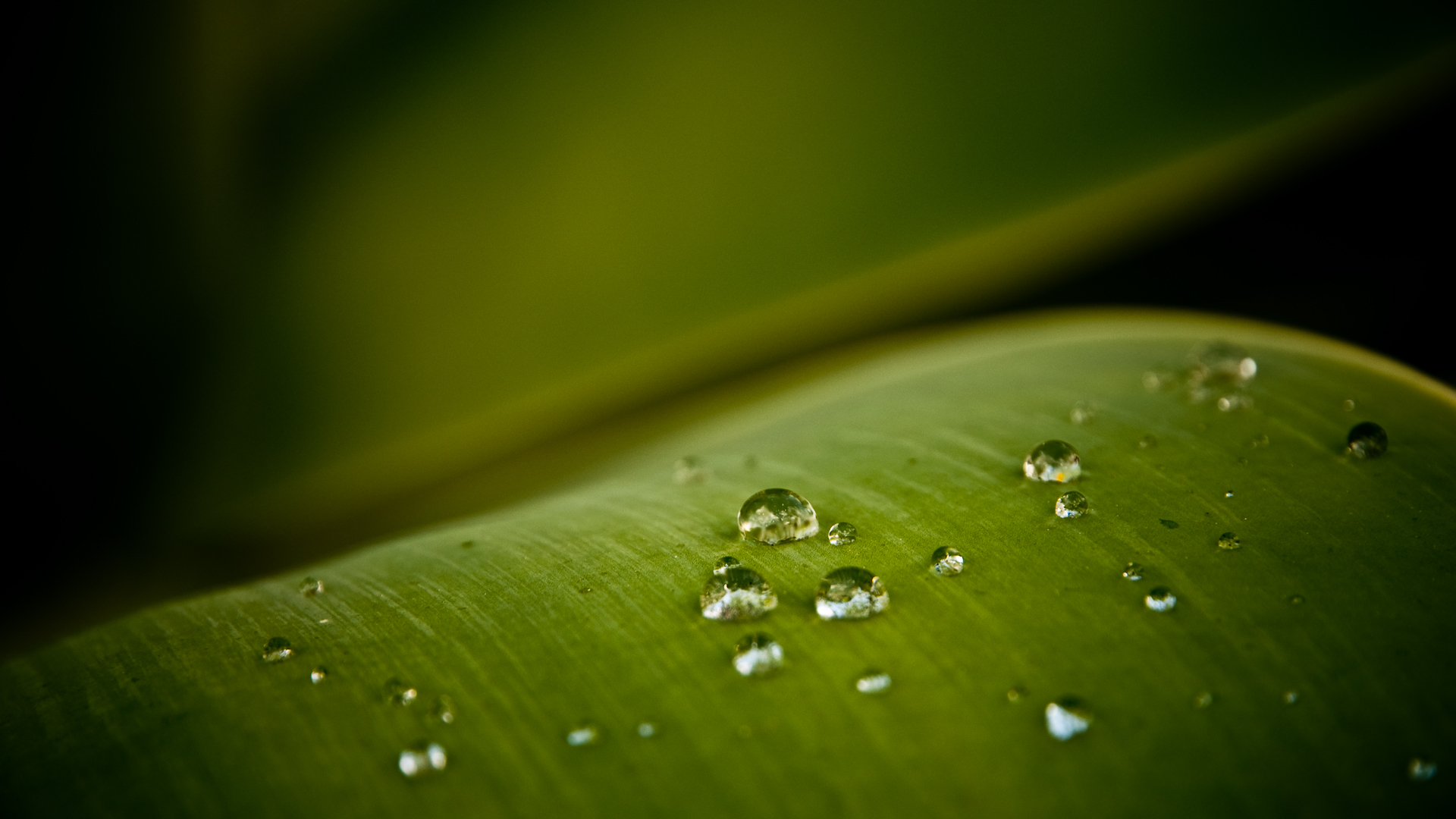 Download Nature Water Drop Hd Wallpaper