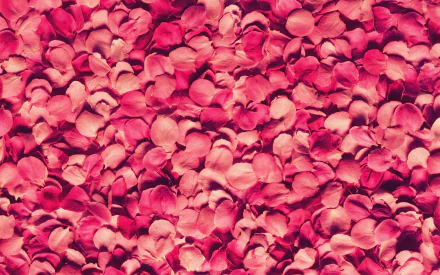 petal nature rose HD Desktop Wallpaper | Background Image