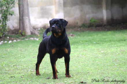 HD desktop wallpaper featuring a majestic Rottweiler standing alert on a grassy lawn with a blurred background.